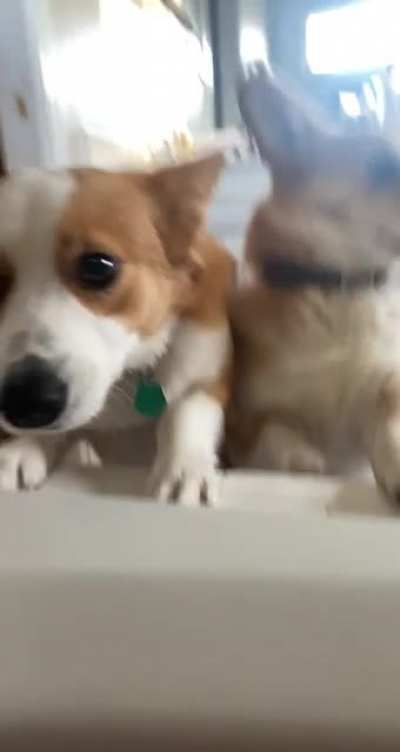 No such thing as privacy with 3 corgis