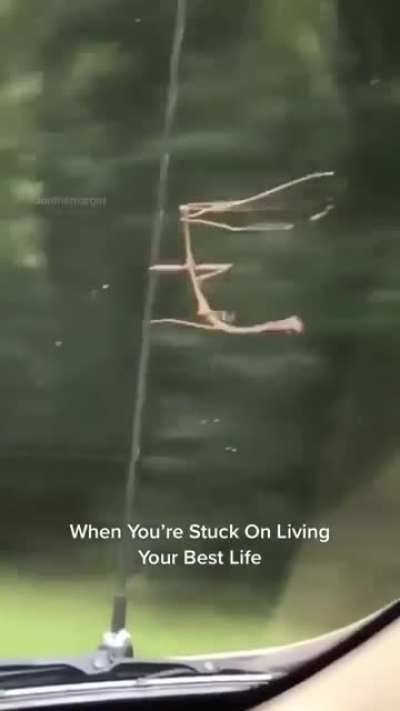 Need 4 Speed