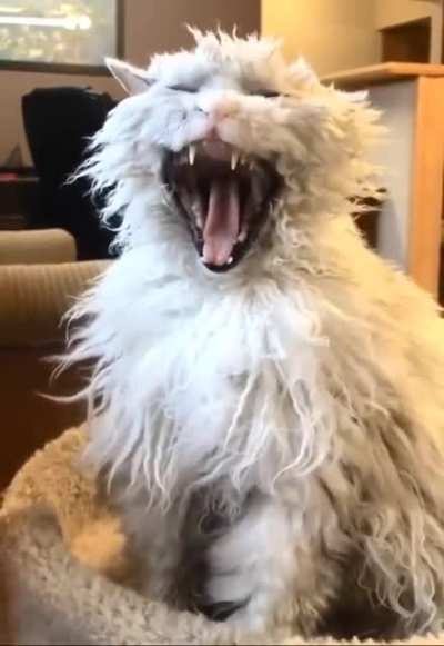 Котик