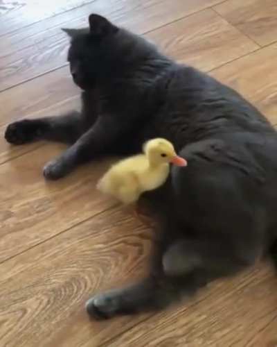 My duck people need me