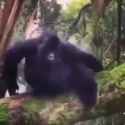 Monke Deprésso