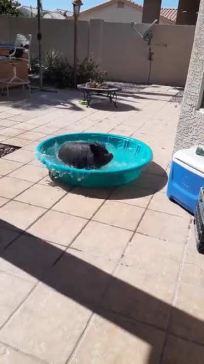 Snotty loves his pool!