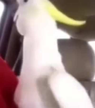 terrorist parrot