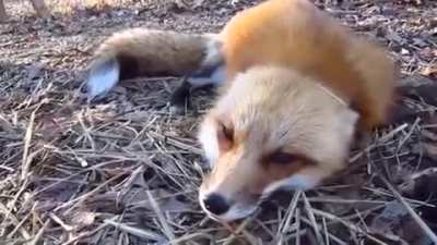 FOX GOES AAAAAAAAAAAAAAAAAAAAAAAAAAAAAA