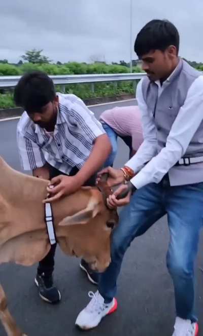 Volunteers in India protect wandering cows from night time traffic using reflective neck bands on highways