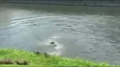 Russian Otter Gang Fight