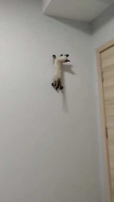 Spider cat, literally