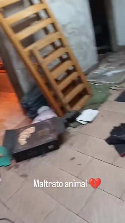 Rescataron a un perro que vivía solo hace 10 meses, su dueña falleció y la familia lo dejó solo