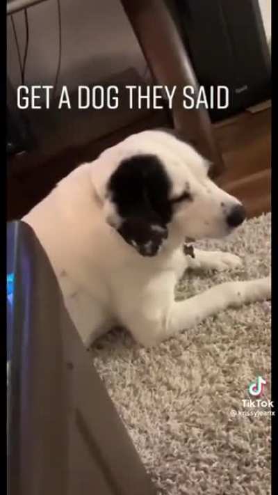 'Oh you got a new carpet? Well now it's mine'