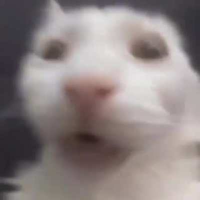 Gato 🤝