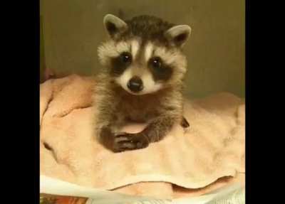 Racoon..... Racoooooon.....I like Racoon