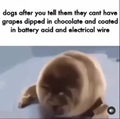 sad dog moment