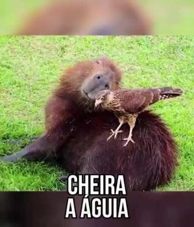 o melhor bicho