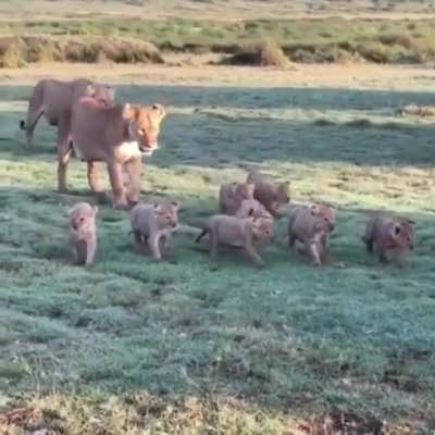 Family of Lions