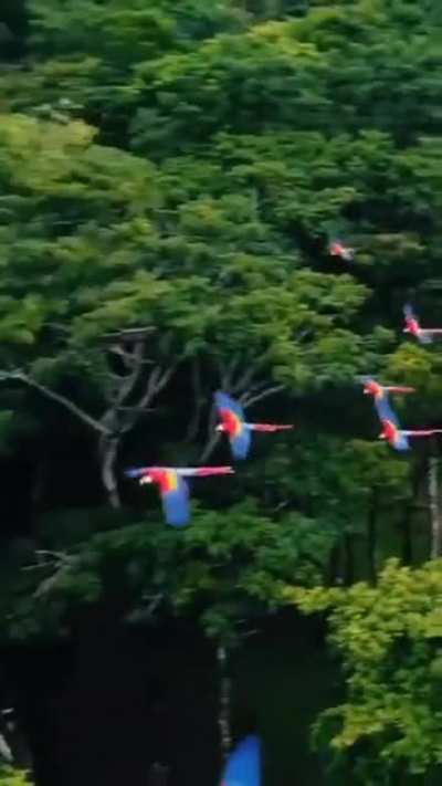 The colors of these Macaws in Costa Rica