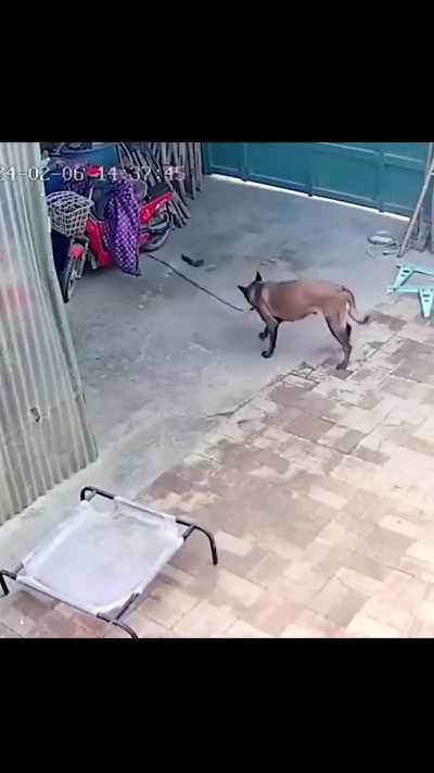 The dog did something that few people could do.