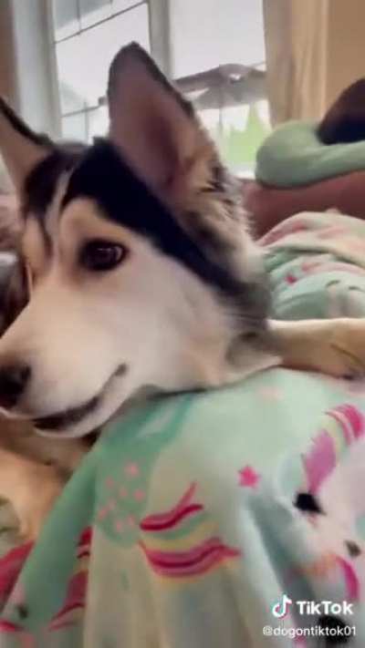 This dog is fascinated by what he sees in TV