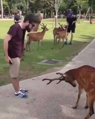 A very polite deer bowing for a cookie in Japan