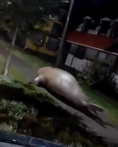 Florida just outta control right now 😳🦭
