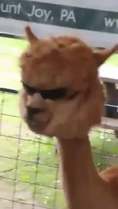 facha fachera facherita