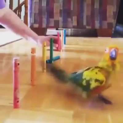 Bird don't give a fuck.