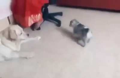 That's not a bark..Here, let me show you..