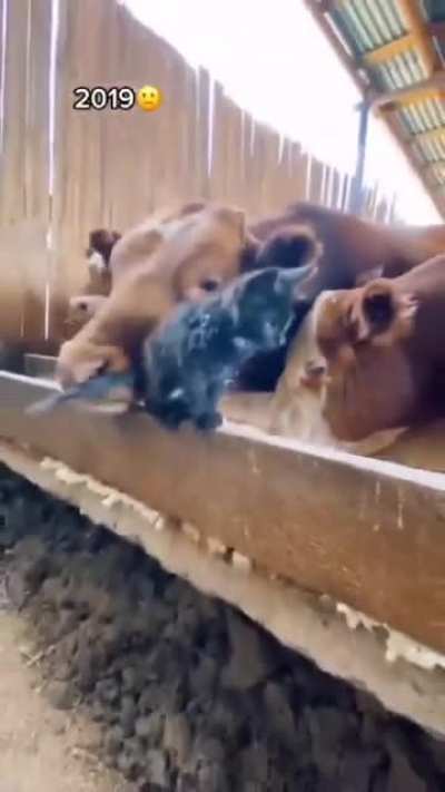 Not sure if animals are allowed but a cat chad for sure