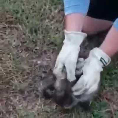 Poor raccoon