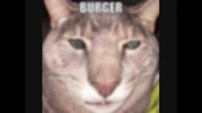 the cat