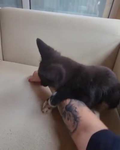 Attention! The brutal attack of fox on a person!))