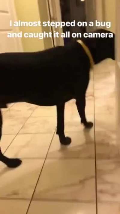 I really don't like cockroaches (feat Dobby the house dog)