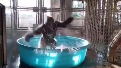Kiddy pool and a silver back