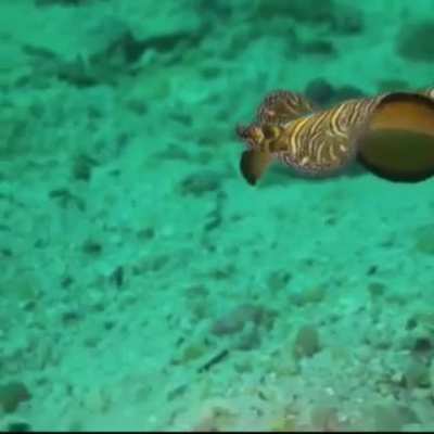 Flatworm Friday:)