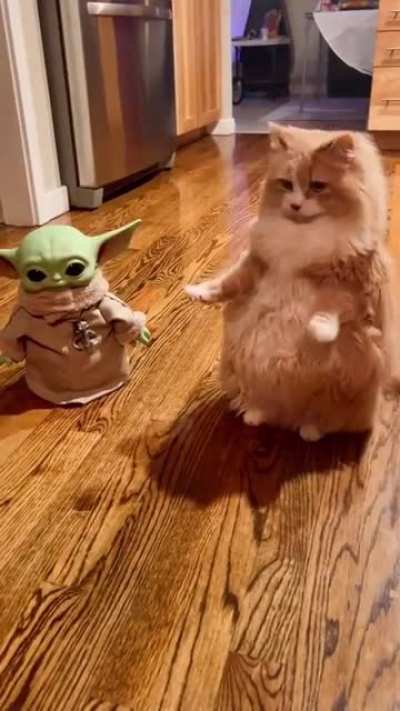 Cat.