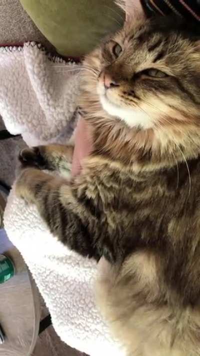 Air biscuits and squinty love eyes while I rub his chest🥺 We don’t deserve these sweet creatures