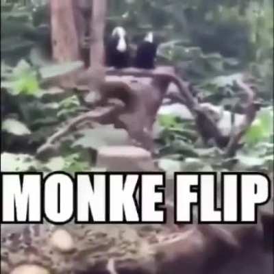 😎🐒😎