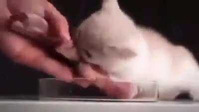 bunkington cat