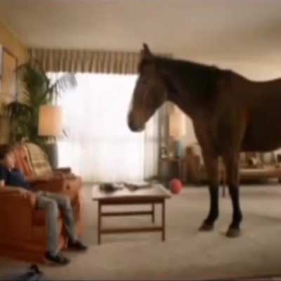 moldy horse