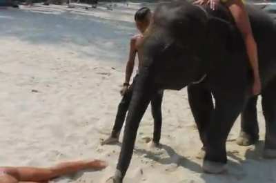 groped by Elephant