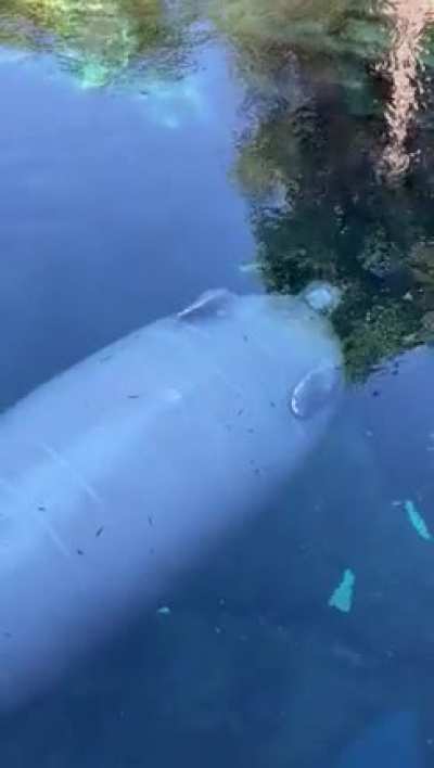 Marine mammals like Manatees exhibit unihemispheric sleep (one hemisphere is induced to sleep while other hemisphere is awake) because they have to come to the surface to breathe, to enjoy the restorative benefits of sleep while still being on the lookout