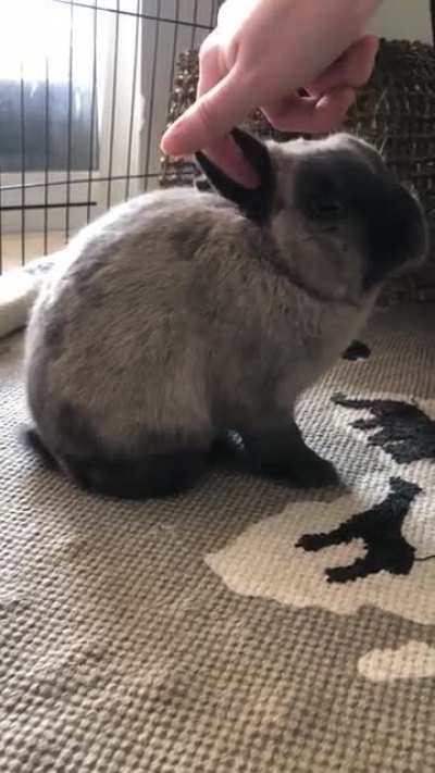 Bambino doing well 6 months after his leg amputation. One of my new jobs is scratching his ear. Check out the instinctive stump scratching and bleps 🥺