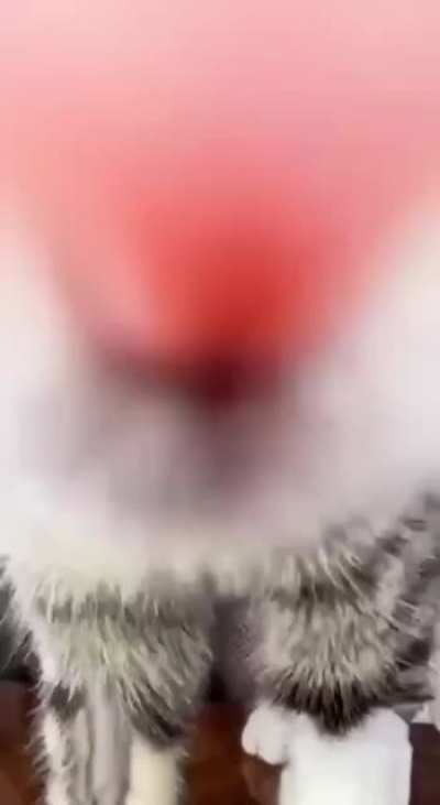 Rules