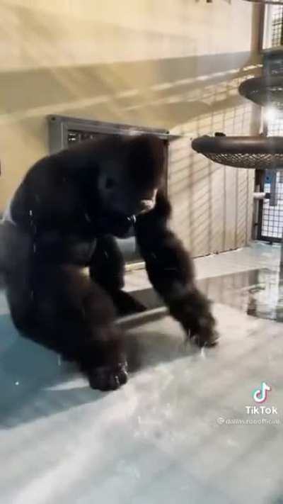 Gorilla and Water