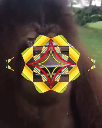 monkey 2