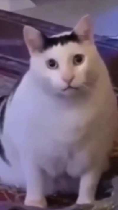 kotek muwi😮 ...glosem papieaż?? 🤯 😇 😍