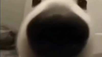 This dog has an amazing ability.