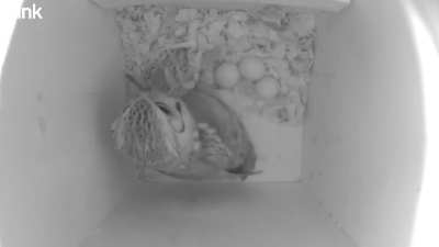 4 eggs and a snack!