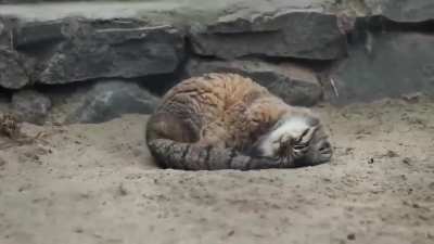 Spherical Wunkus