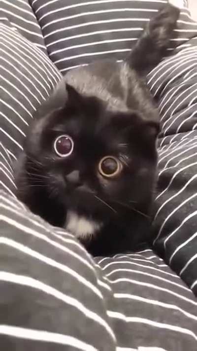 The cat's eyeballs thou.