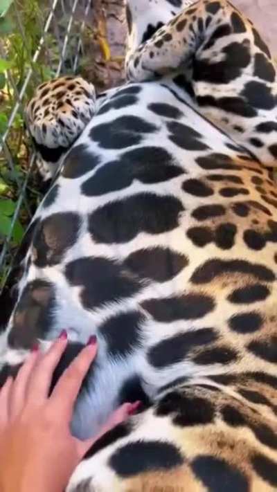 Rubbing a spotted leopard belly